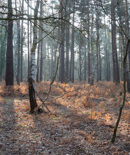 Fleet Pond Nature Reserve